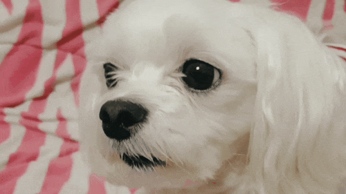  새로 오픈한 광주 애견 수제간식~!!! 쌍촌동 애견 수제간식 오프라인 샵