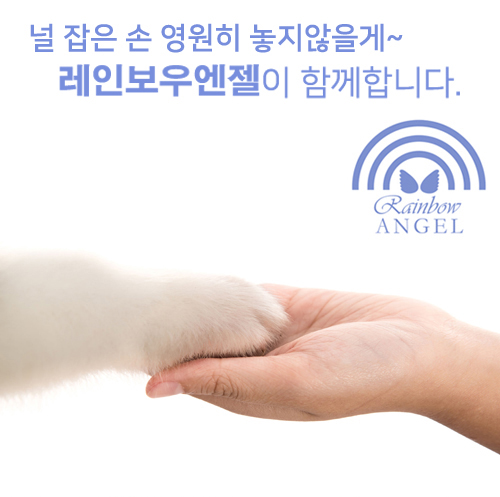  강아지 장례 강아지장례식장[레인보우엔젤]업체선택시,고려할 6가지!!