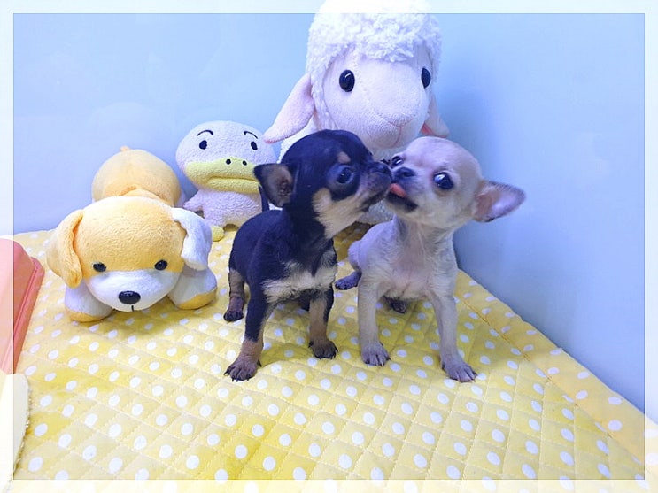  광주강아지분양 드디어 찾았어요!