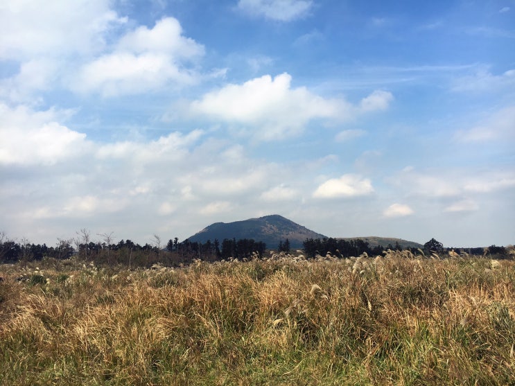  [제주도] 금요일 밤에 떠난 알찬 주말여행 (제주1박2일코스)