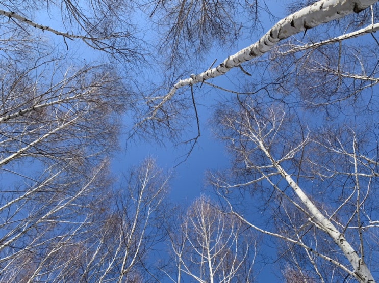  [인제 시크로드] 2월 둘째주 사진 브리핑. 스무살 때 적은 것들을 이루기, 감동적인 프랑스 영화 추천 <마농의 샘>, 인제 자작나무숲.