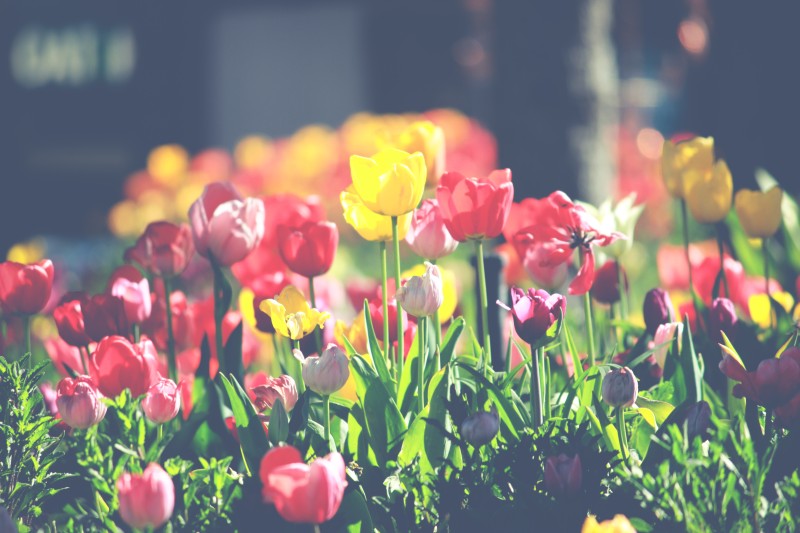 예쁜꽃 봄 배경화면 배경화면 하면 예쁜 사진들 네이버 블로그
