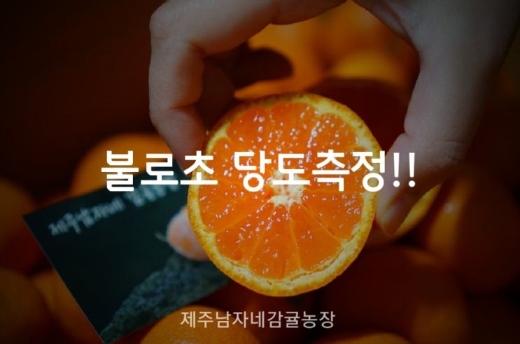  제주 비가림귤 백화점납품 불로초 감귤, 불로초귤 _ 직거래 판매