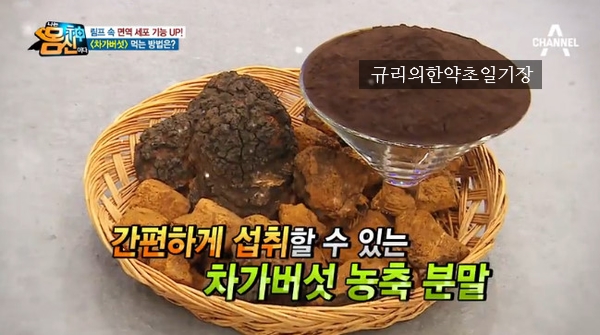  차가버섯 효능 봅니다~
