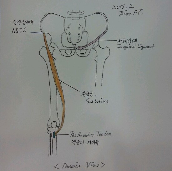  봉공근 . 넙다리빗근 . SARTORIUS 의 뜻과 기능 [해부학 . ANATOMY]