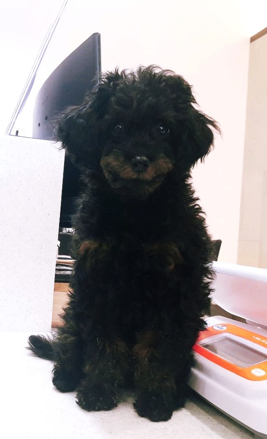  강아지 종합백신 2차, 코로나 장염 백신 1차 입니다.