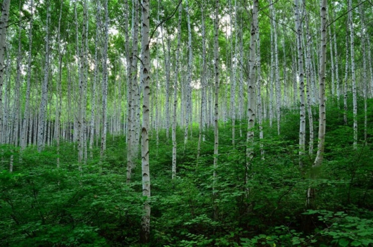 인제 방태산 자연휴양림 麟蹄 Inje Bangtaesan Mt. Forest 원대리 자작나무 숲