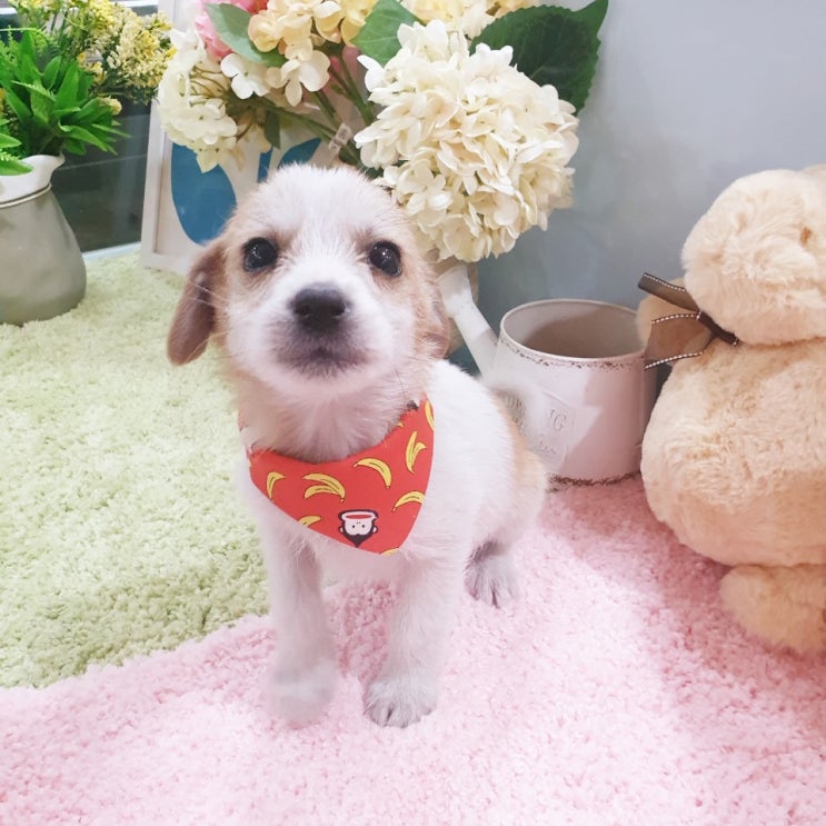  믹스견 왕자님 무료분양