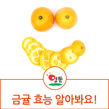  낑깡 뜻 금귤 영양성분 금귤 효능 알아봐요