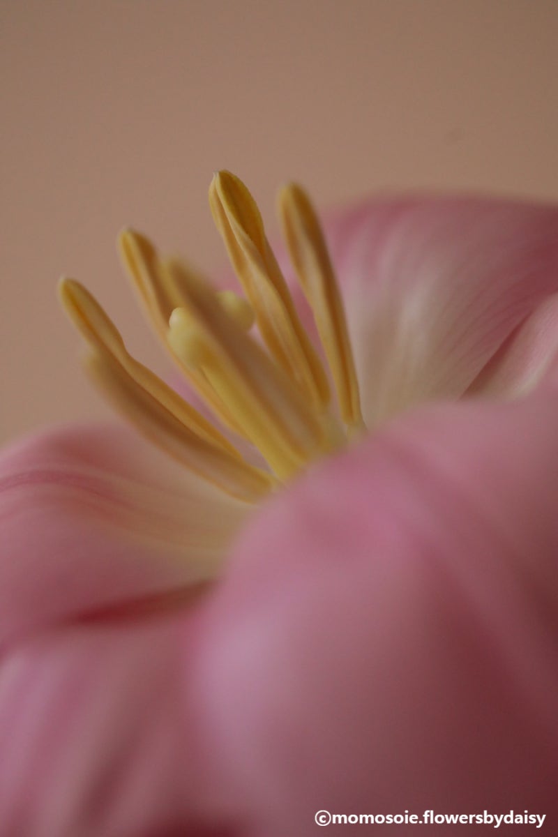 튤립, tulip : 네이버 블로그