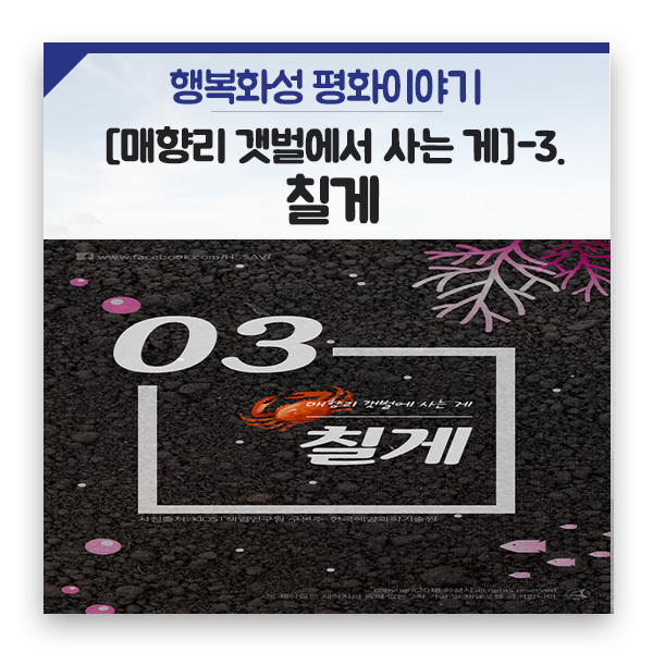  [매향리 갯벌에서 사는 게]-3. 칠게 수원 군공항 이전이 무서워요
