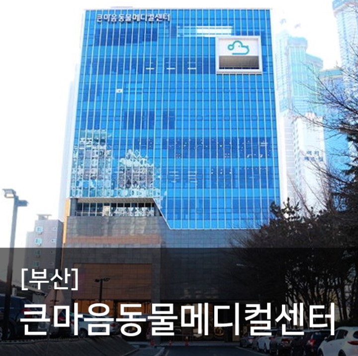 대한민국 최대규모, CCRT전문가의 수중재활이 가능한 부산큰마음동물메디컬센터