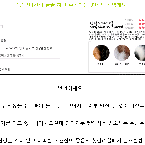  은평구애견샵 꼼꼼 하고 추견천하는 곳에서 선택해요