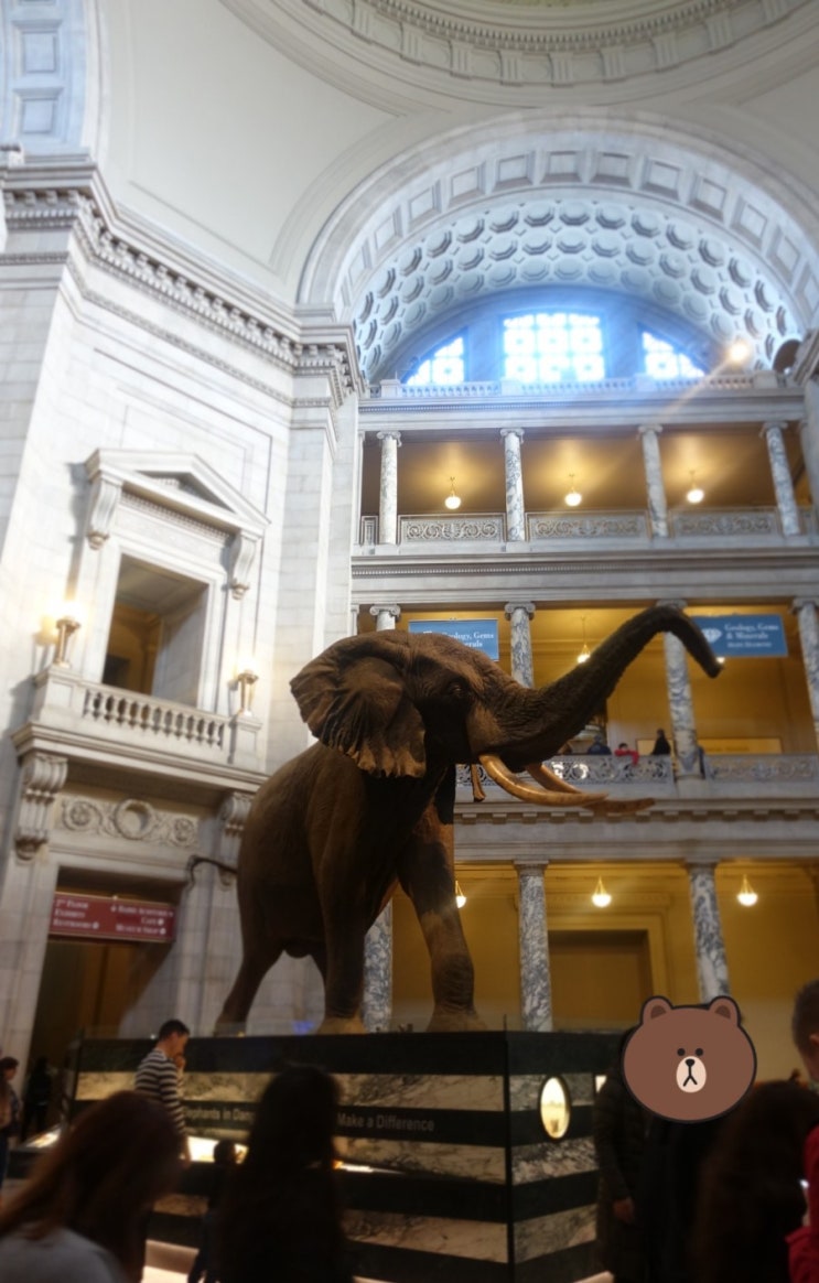  [미국 박물관 탐방] 스미소니언 자연사 박물관 (Smithosonian Natural Histroy Museum) (1): 코끼리, 미이라, 바다생물, 뼈