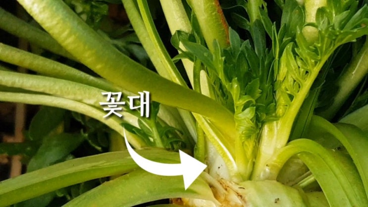 마카재배-블랙마카 꽃대 마카재배-블랙마카 꽃대