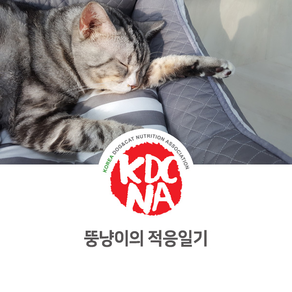 [반려동물 영양 전문 수제간식 창업] 다묘 가정 고양이 키우기_28