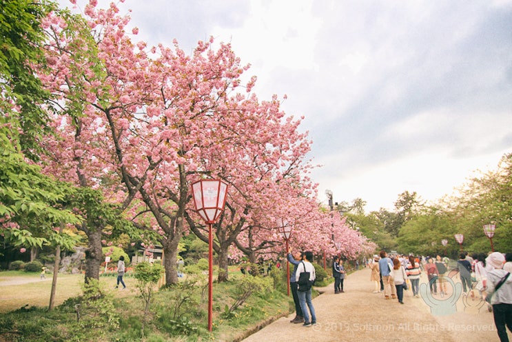 색다른 일본 벚꽃여행 3박 4일 코스 + 아오모리 료칸 가이센카쿠