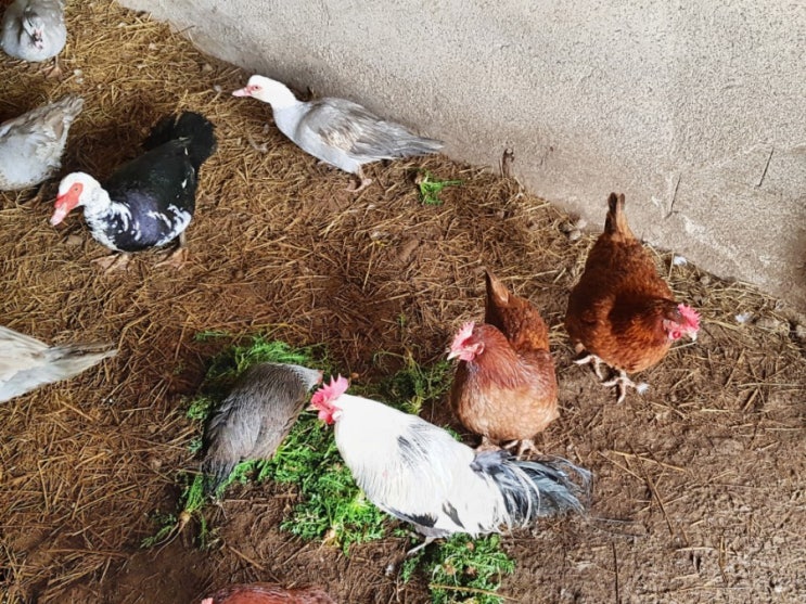 마카 느코 끼리나 마카 먹은놈 끼리나 마카 느코 끼리나 마카 먹은놈 끼리나