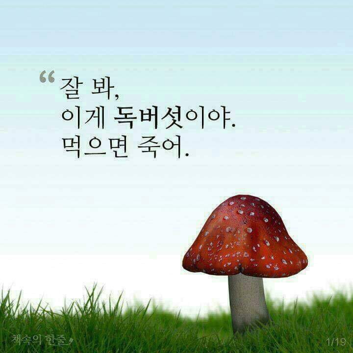  책속의 한줄-버섯에게는 버섯의 이유가 있고 나에겐 나의 이유가 있다