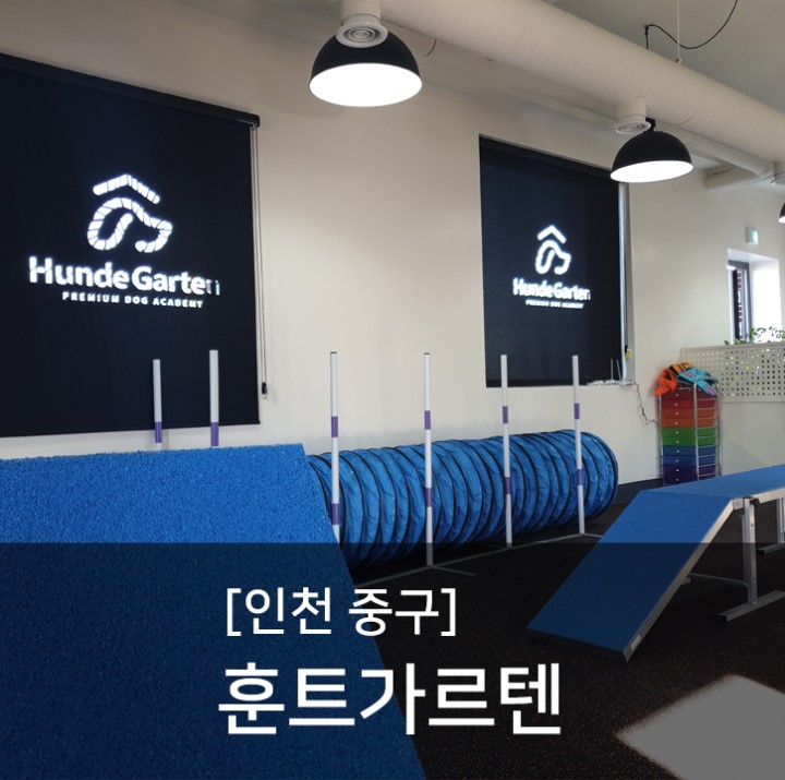  대형견강아지수중재활이 가능한 프리미엄 펫 아카데미 훈트가르텐