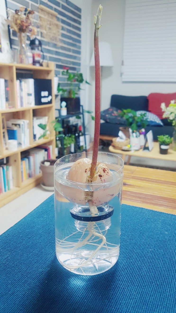  처음 도전하는 아보카도 수경재배c