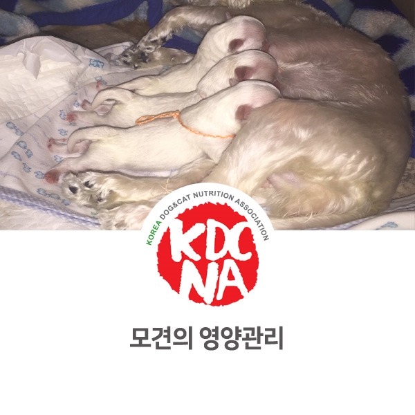 [강아지 고양이 영양 정보] 반려동물 출산 후 영양관리_73