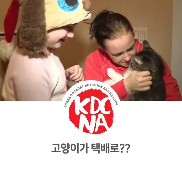  [반려동물 정보 뉴스] 고양이가 박스를 좋아하면 생길 수 있는 일_11