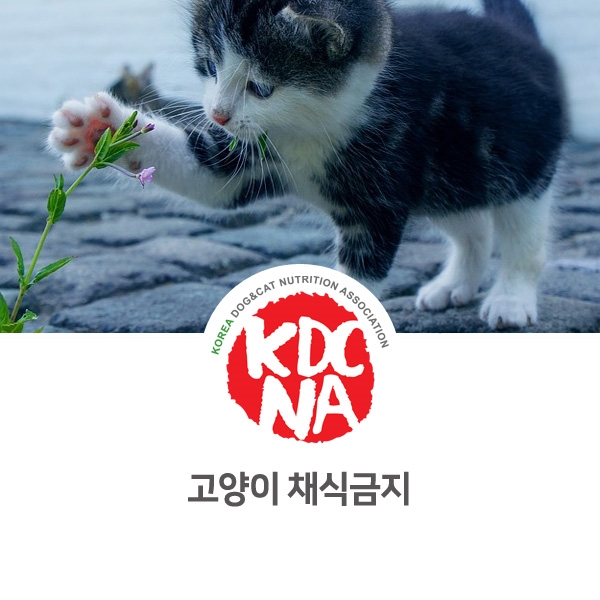 [반려인이 알아야 할 필수 정보] 반려동물인 고양이 채식 금지 _06