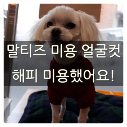  말티즈 미용 얼굴컷 해피 미용했어요!