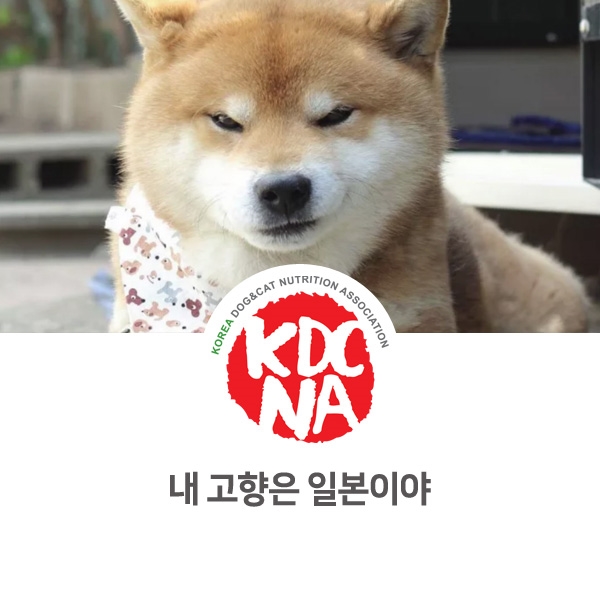 [반려동물 정보 뉴스] 일본에서 온 강아지 종류_12