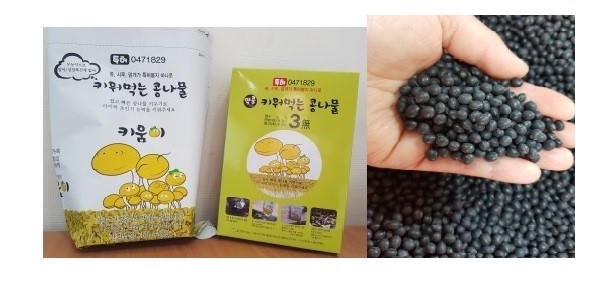  #쥐눈이콩콩나물키우기#콩나물키우기#관찰일지쓰기