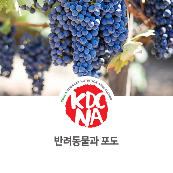  [강아지 고양이 영양 정보] 반려동물 포도의 부위별 위험 강도 차이점_72