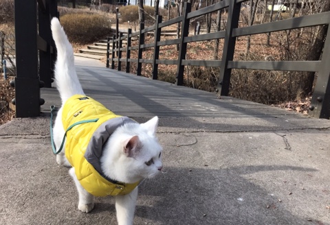  고양이와 함께하며 꼭 필요한 아이템 2 - 고양이 산책용품