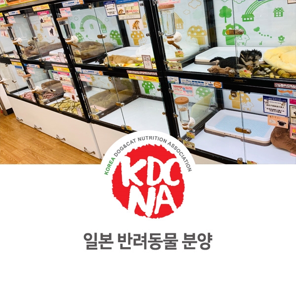 [반려동물 영양 전문 수제간식 창업] 일본 애견 분양샵 방문기_31