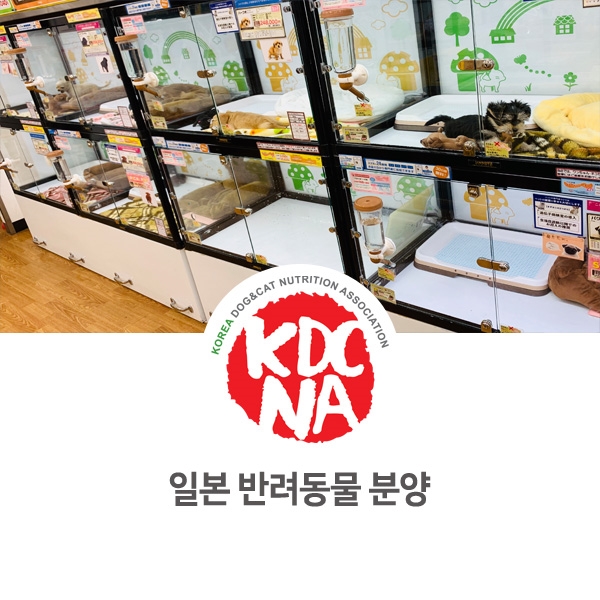  [반려동물 영양 전문 수제간식 창업] 일본 애견 분양샵 방문기_31