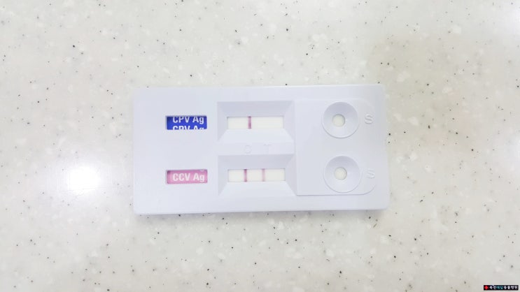  강아지 구토설사, 코로나장염, 지알디아 기생충감염 / 용인동물병원, 예담동물병원