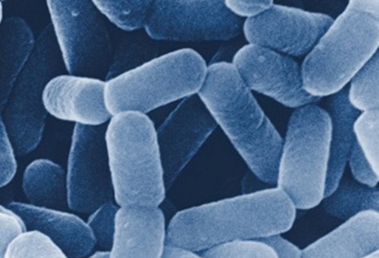  [성분공부]22.락토바실러스(Lactobacillus)