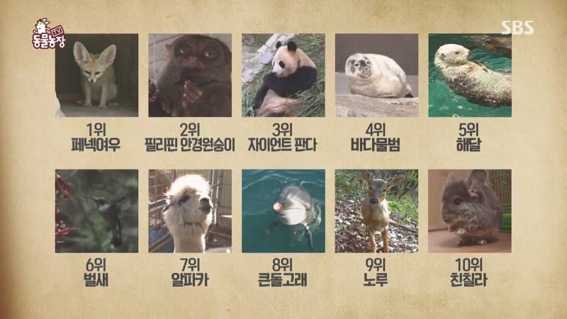 영상]Cnn선정 가장 귀여운 동물들 Top20 : 네이버 블로그