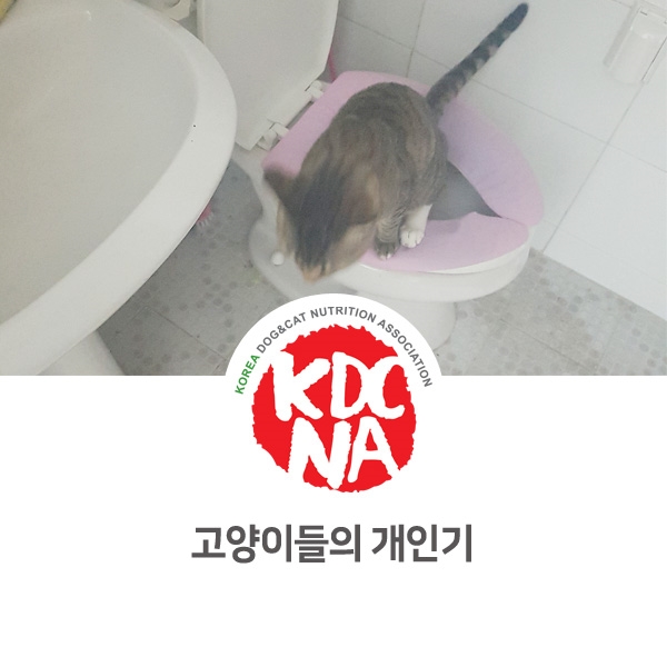 [반려동물 영양 수제간식 전문 창업] 망고네펫푸드 고양이 장기자랑_33
