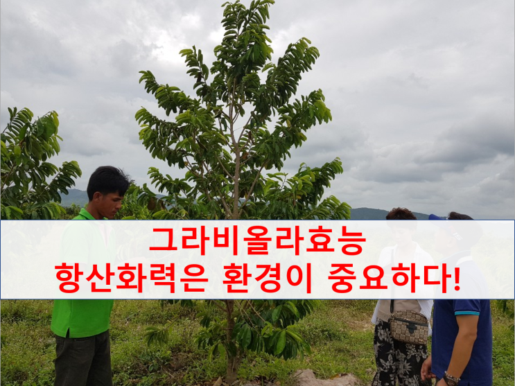 그라비올라효능, 안전하게 알고 먹기, 초미립자란?