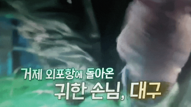  KBS 다큐공감 : 버릴 것 하나 없는 대구, 거제 앞바다에 돌아왔다. 대구산란철 진해만 거제도 외포항 초보선장 정유준 조선소 금어기 수정란 방류 공성택 선장 젓갈 탕 전복원