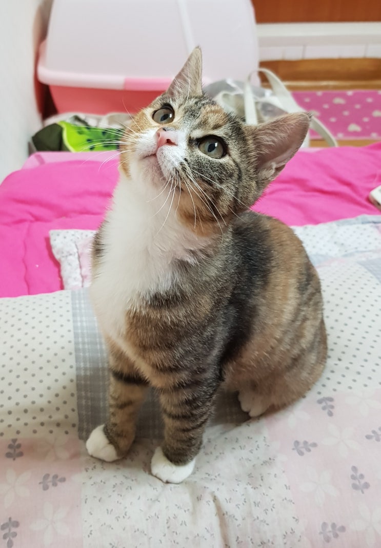  사랑하는 고양이 막냉이 생일축하해/고양이 생일케이크