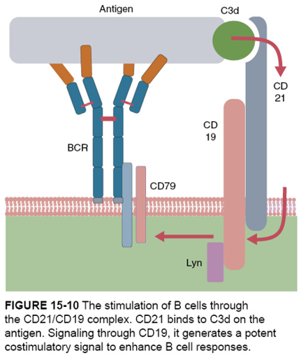 Ch.15 B cells and Their Response to Antigens : 네이버 블로그