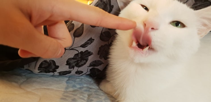  헬로가토스 프리미엄 고양이 모래 후기