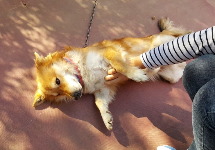  도베르만에 대한 단상