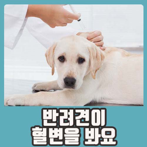  ［ 수원광교 돌봄동물병원 ］강아지가 혈변을 봐요 / 강아지가 피똥을 싸요 / 강아지 혈변의 이유