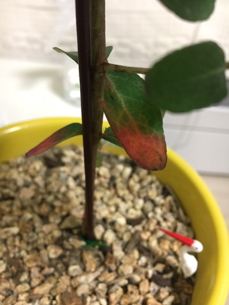 유칼립투스 단풍? 빨갛게 변한 잎