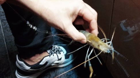  대만 실내 새우낚시 타이페이 자유여행  낚시방법+낚시팁!