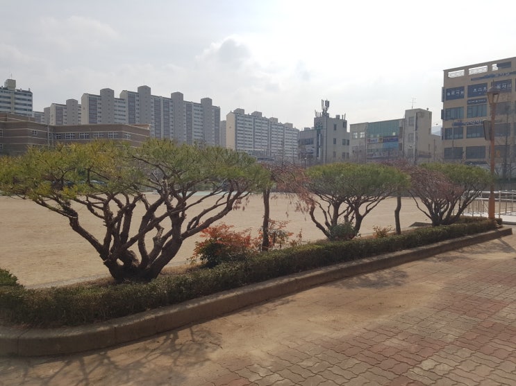 ｀대구 경산에 위치한 중학교 수목 전정작업. 보림조경。