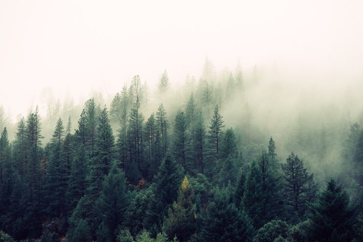  진정한 피부 휴식, Foretderm